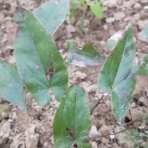 淫羊藿种苗，下单现挖。