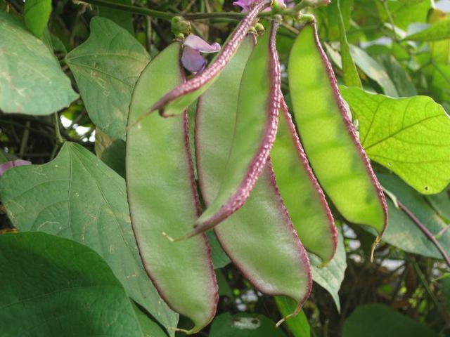 紫荚荷兰豆烹饪对比图：左半图为生紫荚荷兰豆斜切段（紫色鲜明），右半图为同批次经沸水焯烫30秒后的豆段（转为鲜亮翠绿色），两者并置于白瓷盘中，旁边散落几粒完整紫荚与绿荚作参照，展现热致变色特性