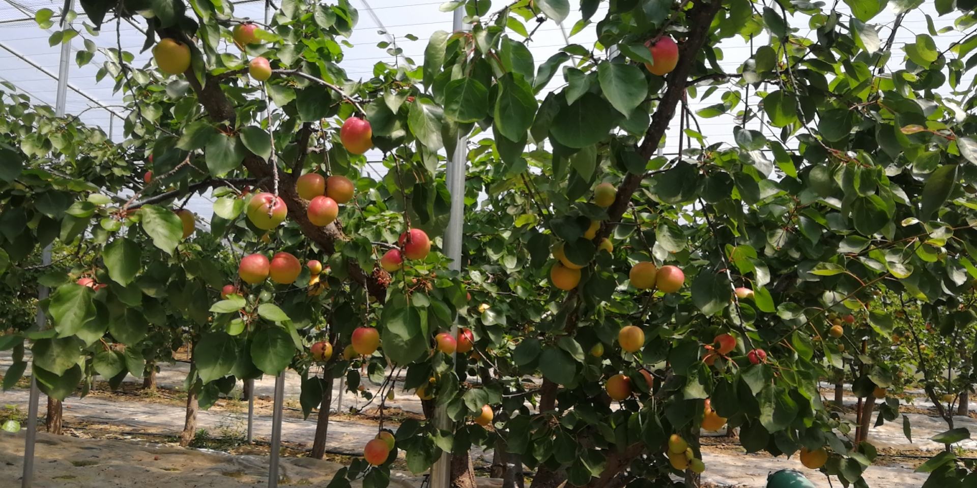 凯特杏果园全景图