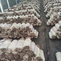 黑鸡菇菌包平菇菌包基地直发蘑菇菌包价格美丽