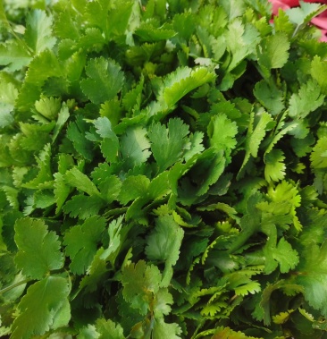 开封大叶香菜大量上市产地直销