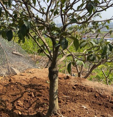 [桂花批发]金贵子价格1000.00元/棵 - 一亩田