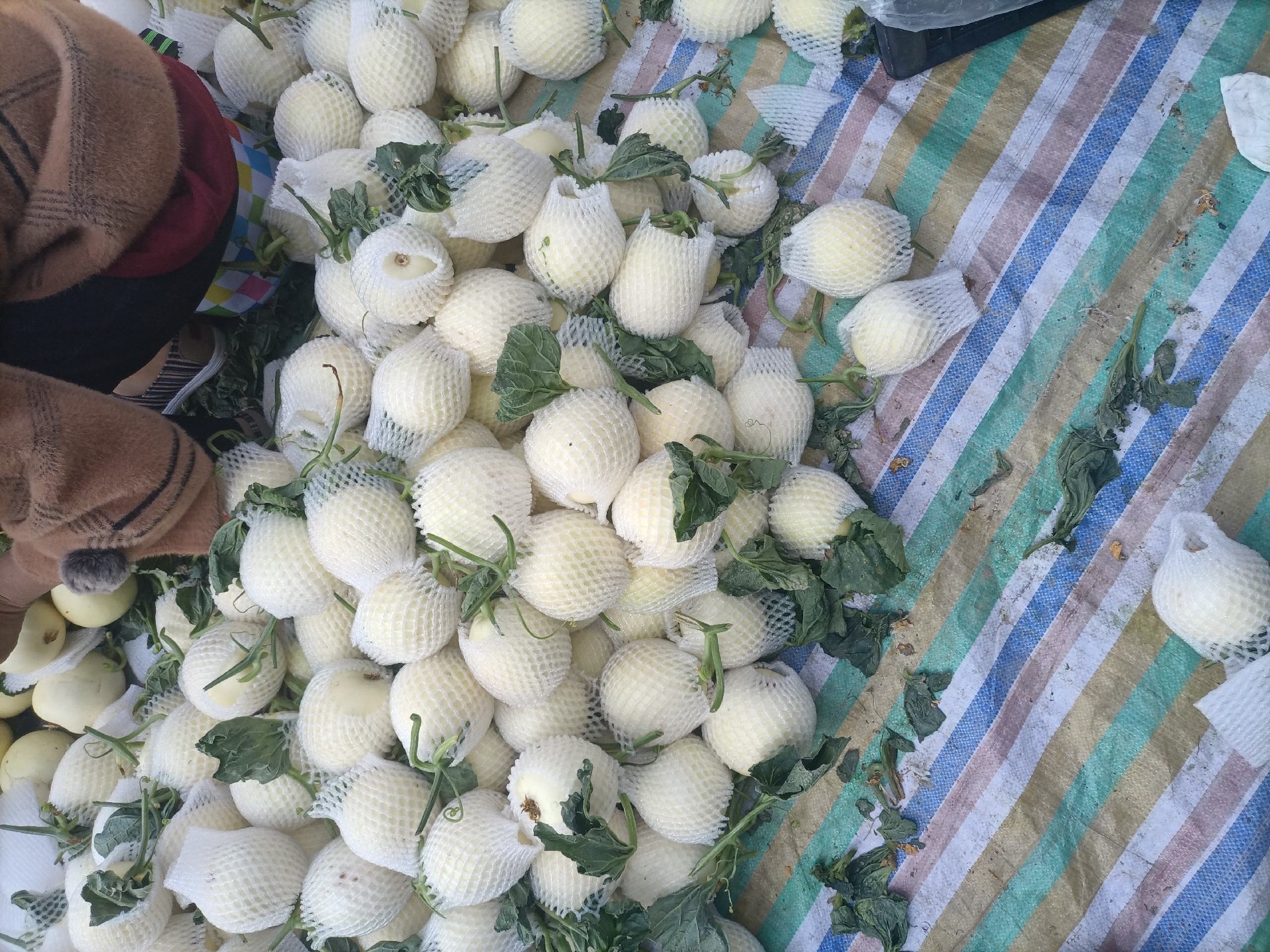 超市货架上的伊丽莎白甜瓜陈列场景