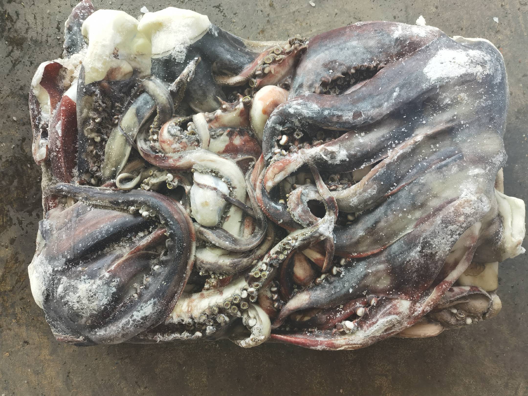 鱿鱼触腕上的吸盘特写