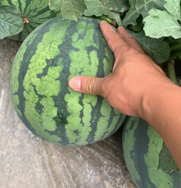 魏集西瓜#精品西瓜#8424#各种小瓜#羊角蜜