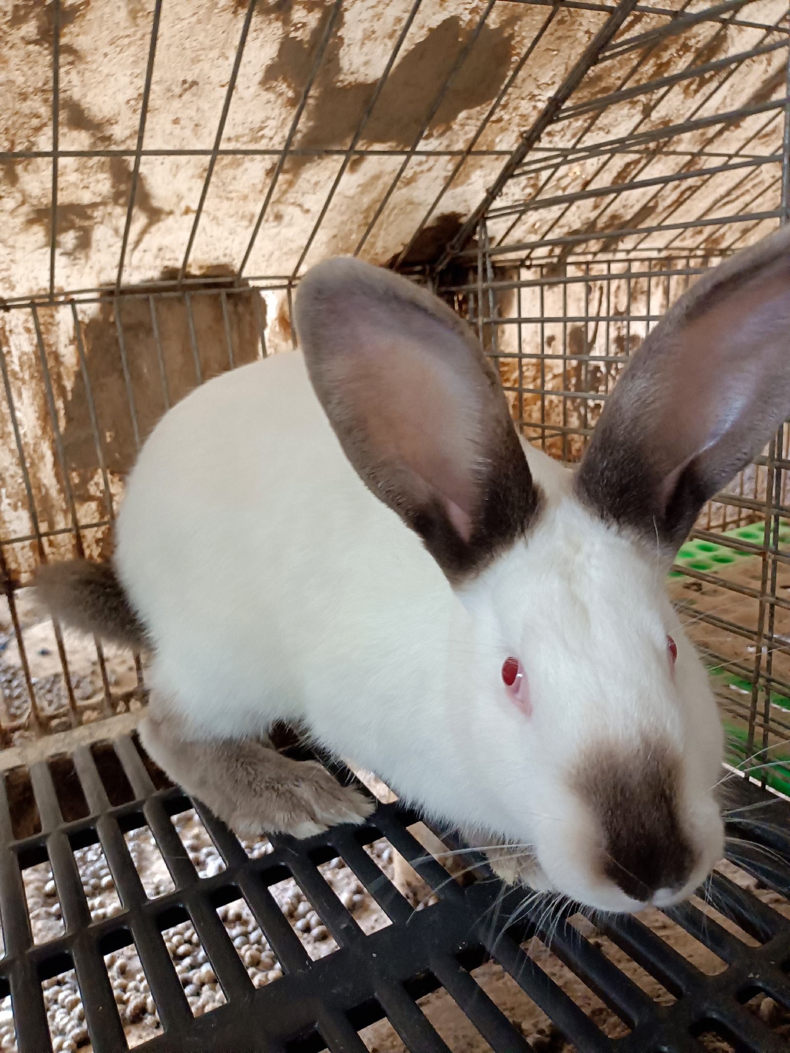 [兔子批发](推荐)优质伊拉种兔养殖,包技术回收,赠