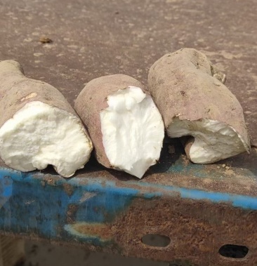 徐薯18号红薯白心3两以上济薯26烟薯25