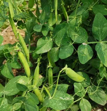 [豌豆荚批发]豌豆荚价格0.80元/斤 - 一亩田