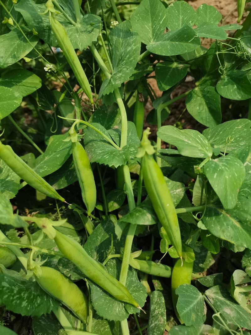 豌豆荚 - 豌豆荚 小说
