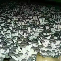 黑平菇菌包家庭养殖菌菇棒基地直发地摊10元模式