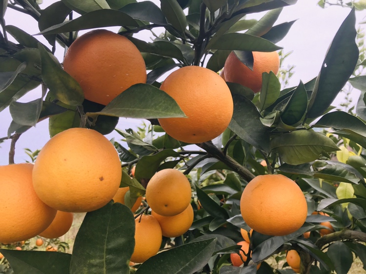 航拍风格甜橙果园实景,展现规模化成熟挂果状态,果实色泽均匀饱满,体现优质产地环境与自然成熟过程 果园俯拍视角:成片挂果的甜橙树,枝头累累垂坠着金橙色果实,在阳光照射下泛着蜡质光泽,叶片翠绿油亮,地面铺满浅褐色落叶,展现生态种植下的自然丰饶