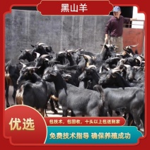 山东黑山羊种羊优良品种包回收包技术包成活全国运输到家