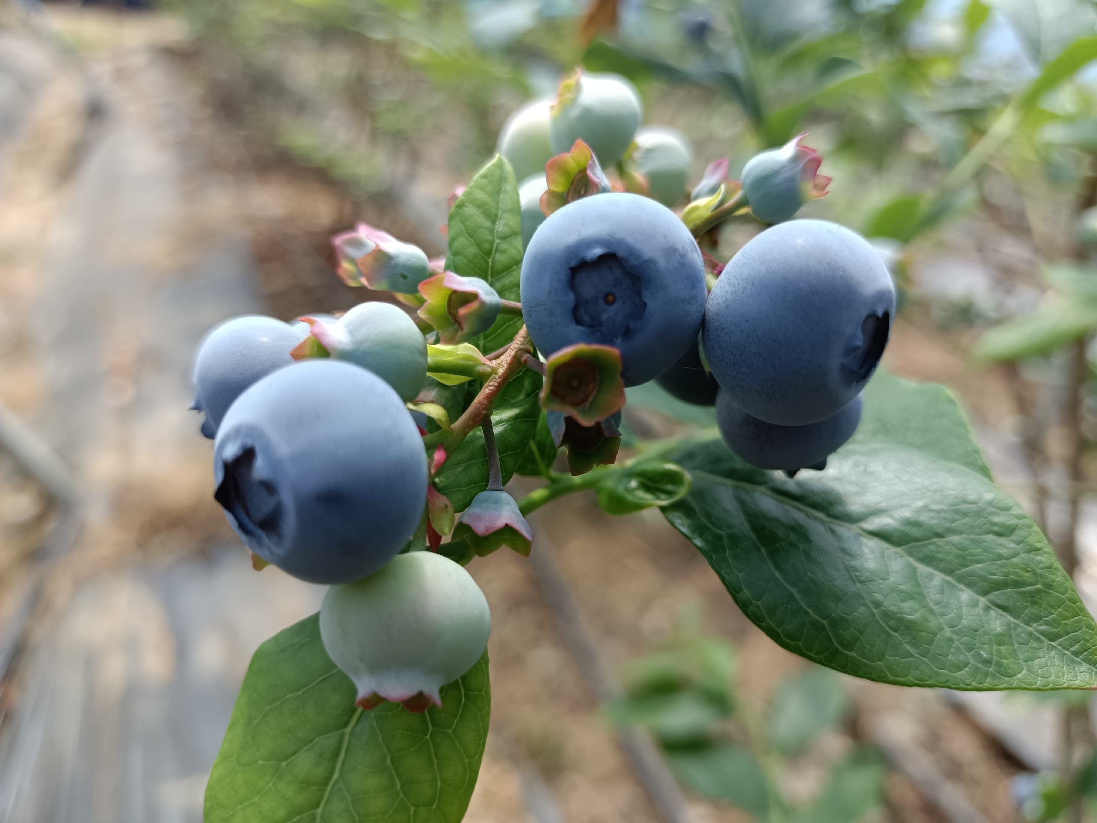 一位人在野外手持蓝莓与几种野果进行对比识别,背景为森林环境 蓝莓与野果识别小贴士