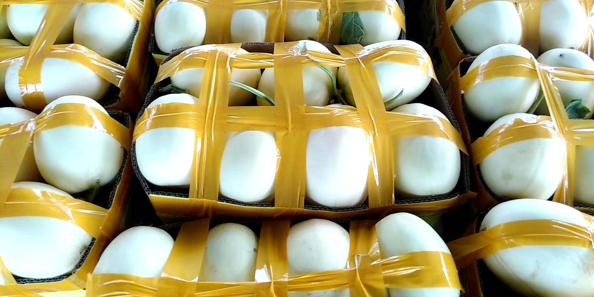 玉菇甜瓜与冷藏环境对比图