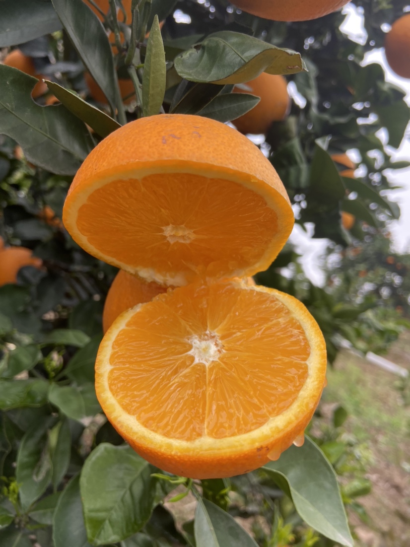 [橙子批发]湖北橙子叶橙大小均匀农户一手货源 产地批发价格0.