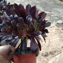 黑法师紫叶莲花掌。。欢迎询价