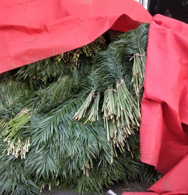 慧卉花艺园大量批发针叶