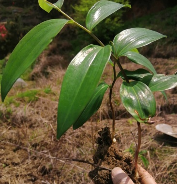 药典多花姜形甜黄精苗 野生姜形黄精 种块苗 三年苗