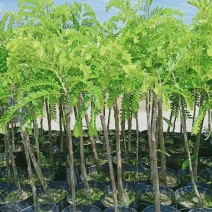 油甘果树苗嫁接果树苗甜油甘果耐寒水果苗盆栽地栽当年