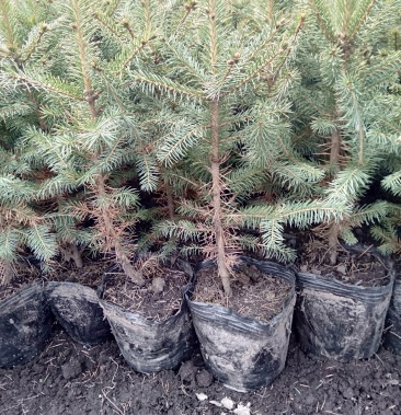 云杉杯苗16/16杯高30/50公分