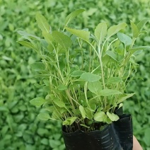 精品婆婆纳，基地直发直销，欢迎各位老板致电洽谈
