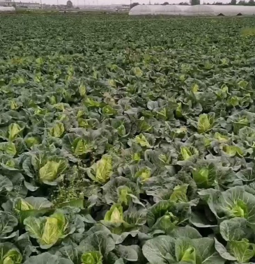 鸡心白牛心白平莲花白