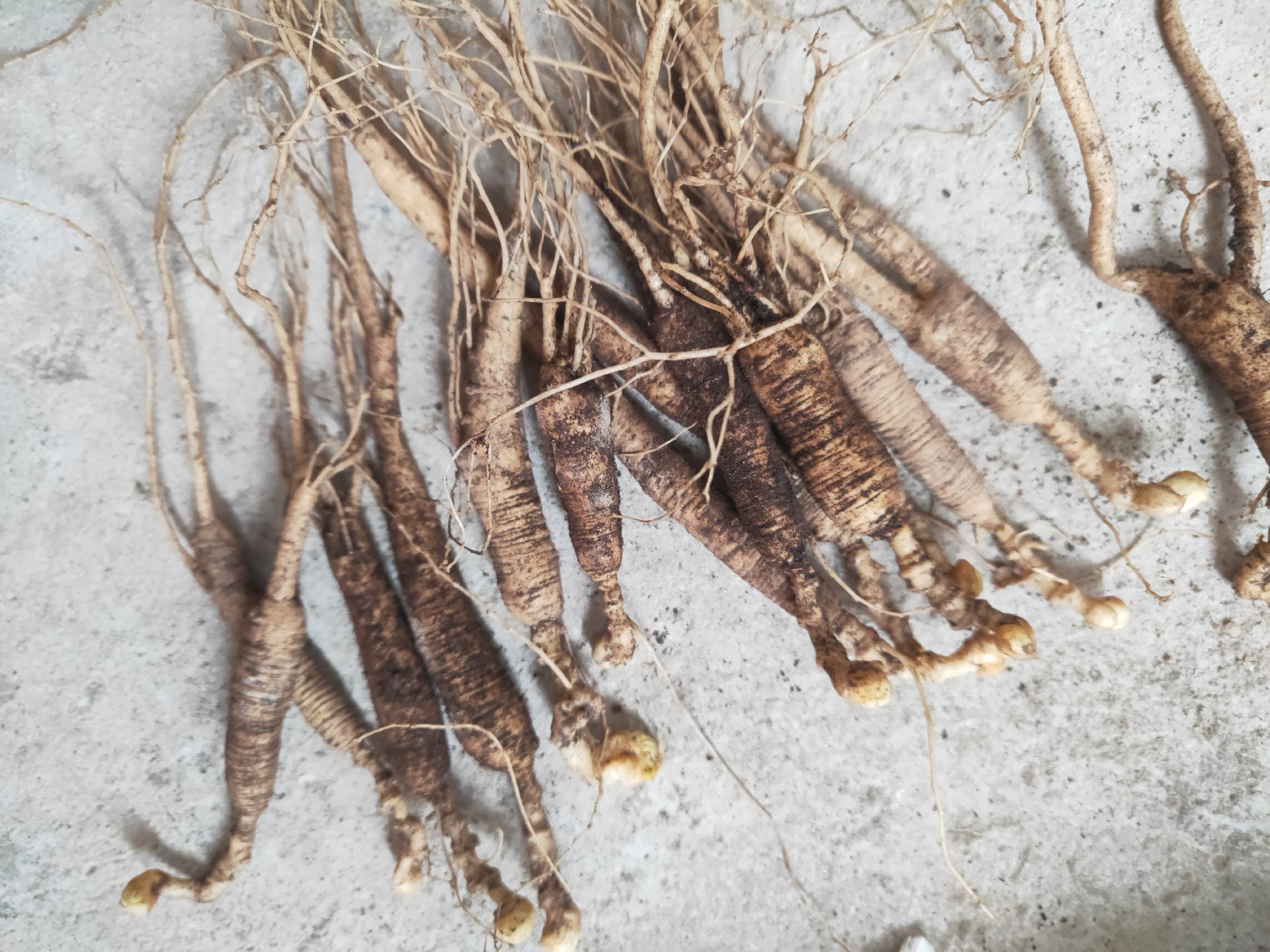 鲜人参整根特写：表皮黄白带淡黄色须根，湿润饱满，表面可见明显环纹与珍珠点，根须纤细柔韧，附着少量湿润泥土