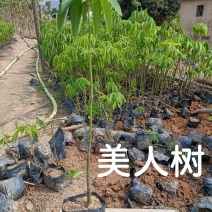 美人树（美丽异木棉）