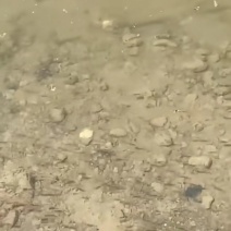 鲫鱼苗