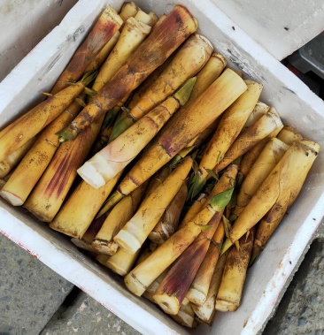 深山老林里的黄金竹笋