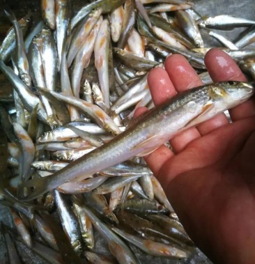 船丁鱼棍子鱼沙沟鱼沙勾船丁鱼棍子鱼沙沟鱼沙勾