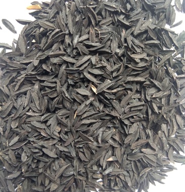 新产知母种子 毛知母籽 药材种子 多年生 可在线交易