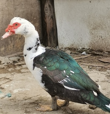 散养红头鸭番鸭现杀老鸭飞鸭新鲜鸭肉带内脏