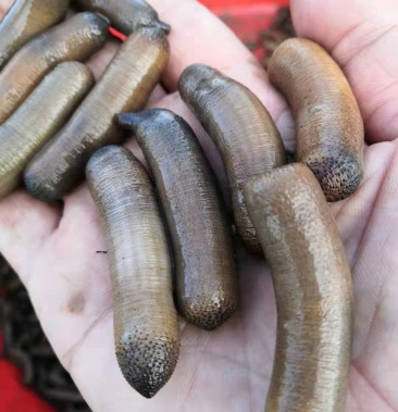 [泥丁批发]泥丁(泥虫)批发价格48.00元/斤 - 一亩田