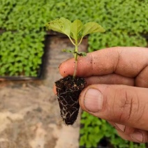 山东一串红穴苗供应商量大从优