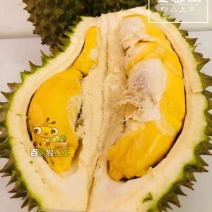 只售泰国果园榴莲_查曼尼_460元/箱，单件发！顺丰包邮