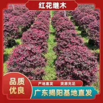 红继木70*80左右，白布袋