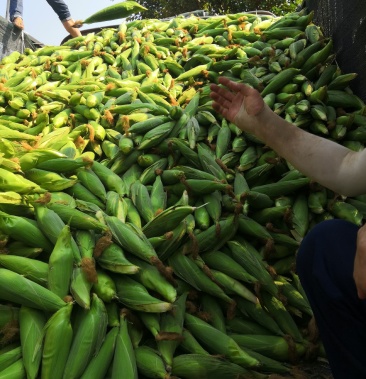 云南红河糯玉米持续供应中