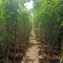 两米高(1至3分)青香木欢迎大家来实地考察