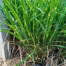 斑叶芒大量上市，基地直发直销，欢迎各位老板致