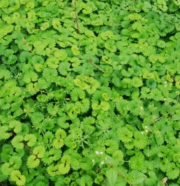 广西野生铜钱草退骨消