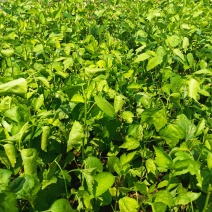 木槿木槿小袋苗中杯苗常年供应各种规格木槿
