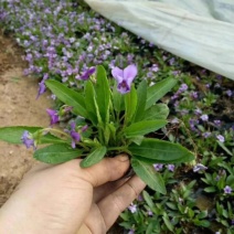 紫花地丁苗圃直发不同高度价格低质量好欢迎询价