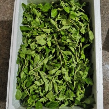 枸杞芽