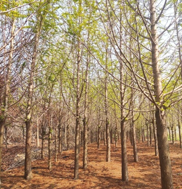 盐城黄金水杉胸径9公分黄金水杉价格表