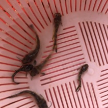 〖黄骨鱼苗〗优质淡水鱼苗、货源充足、量大从优、