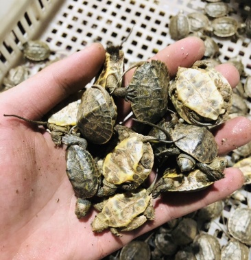 [乌龟批发]台湾绿线草龟价格3.00元/个 - 一亩田