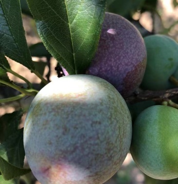 [三华李子批发]云南三华李一斤,三斤,五斤现货发售,支持一件代发,产地