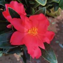 基地直销四季杜鹃茶，规格齐全全部带饱发货满树花苞。