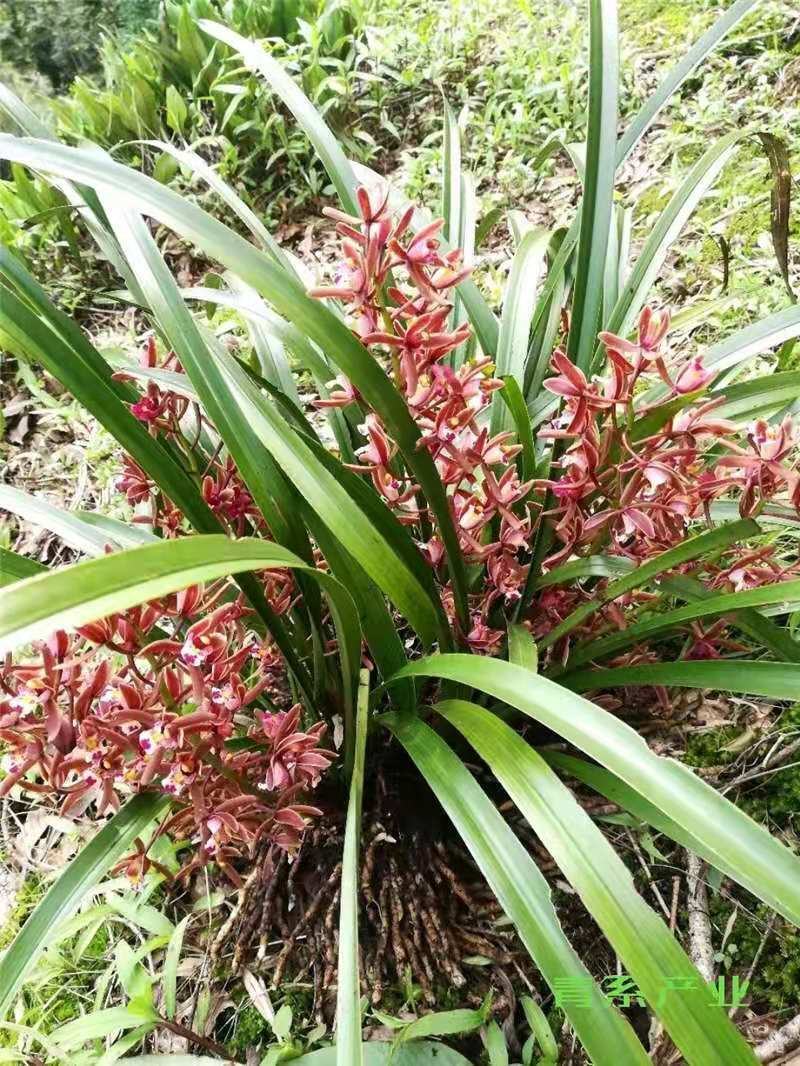 野生蜜蜂兰价钱图片